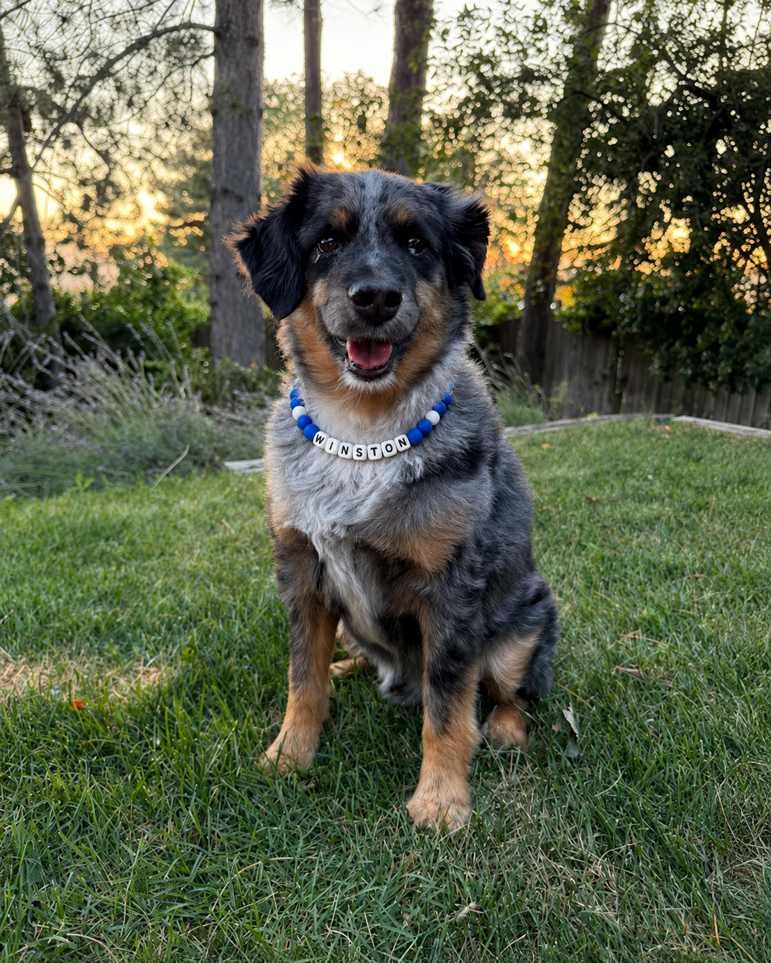 Dog wearing a blue and white Pawsch beaded dog necklace personalized with the name WINSTON