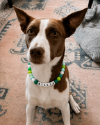 Dog wearing a green, lime, aqua and white Pawsch beaded dog necklace personalized with the name BILLIE