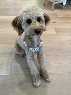 Dog wearing a blush, mauve, lavender and cream Pawsch beaded dog necklace personalized with the name PAWSE