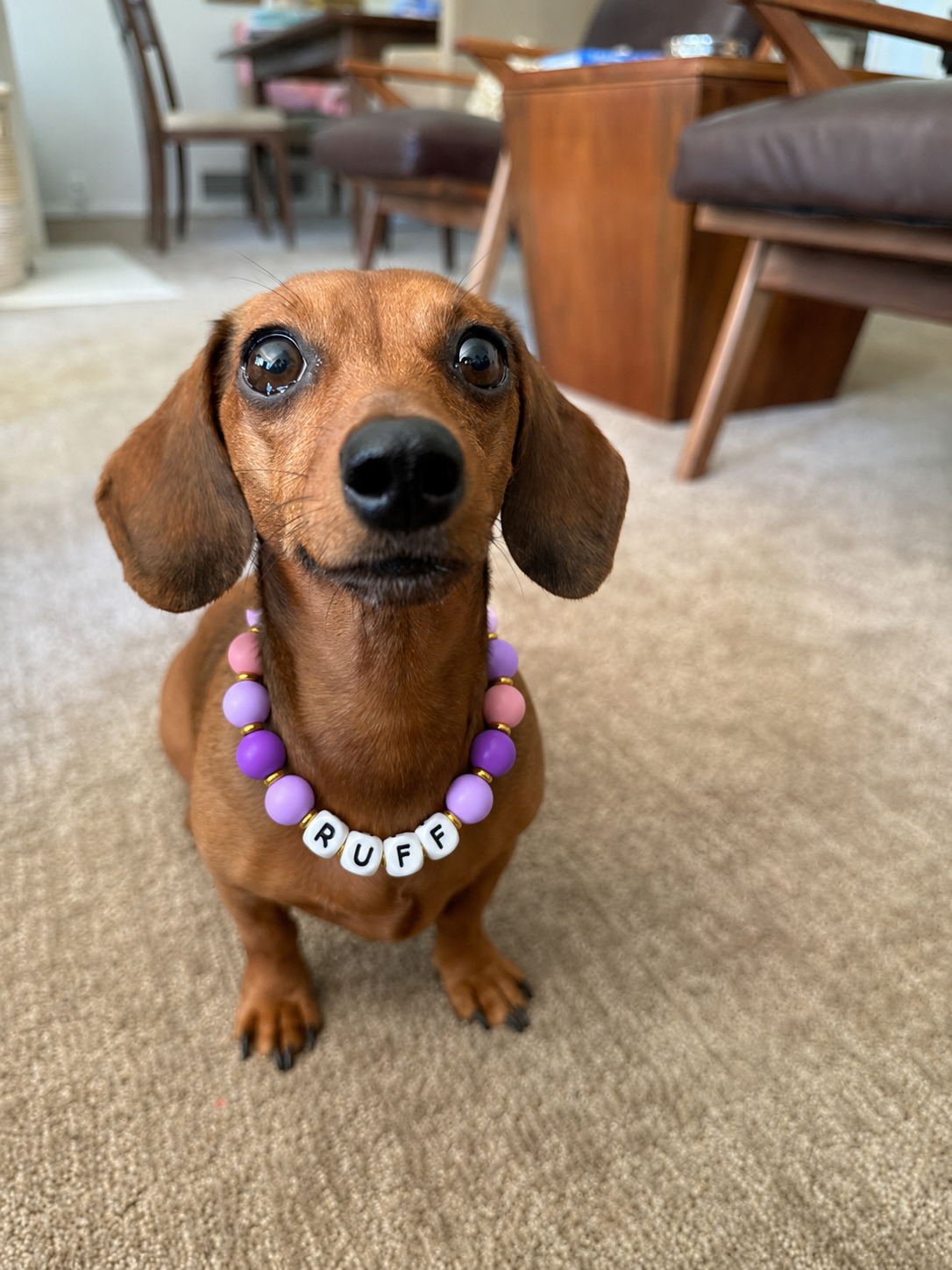 Dog wearing a pink, lavender and purple Pawsch beaded dog necklace personalized with the name RUFF