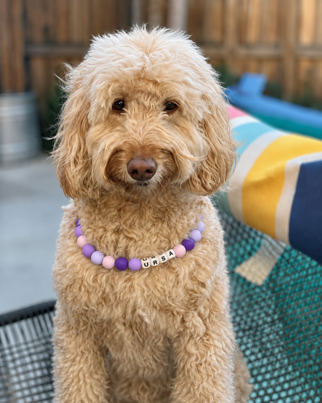 Cream-colored doodle wearing a purple and pink Pawsch beaded dog necklace personalized with the name URSA
